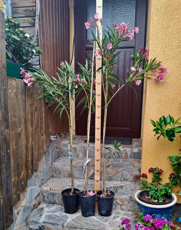 Oleander Cavalaire 110-140 cm (Gesamthöhe inkl. Topf) 4-6 Lt. Topf- Originalfoto