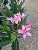 Oleander Hybris (rosa) 110-140 cm (Gesamthöhe inkl.Topf) 7-9 Lt.Topf