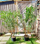 Oleander italia ca.150 cm (Gesamthöhe inkl.Topf) 9-12 Lt. Topf -originalfoto