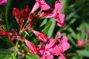 Oleander italia ca.150 cm (Gesamthöhe inkl.Topf) 9-12 Lt. Topf -originalfoto