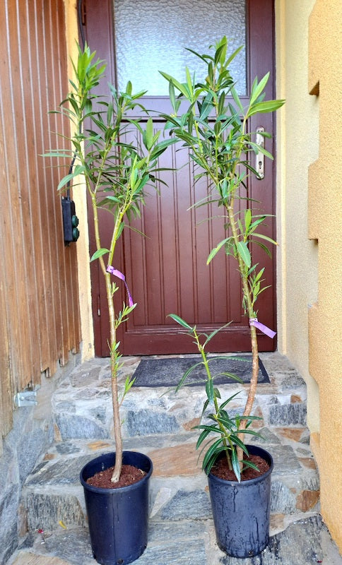 Oleander atlas Nain di Tidili 140-160 cm (Gesamthöhe inkl. Topf) Stamm / 7-9 Lt. Topf / Originalfototo
