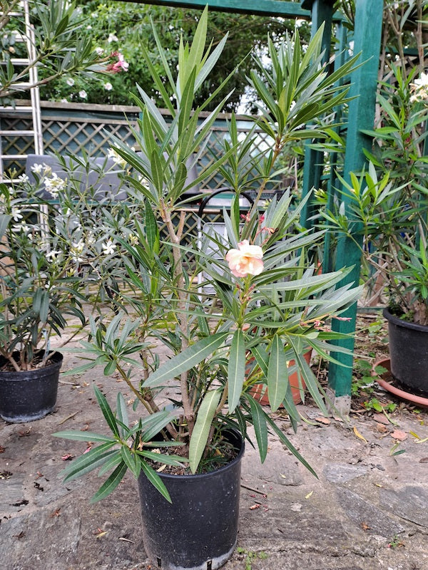 Oleander provence 100-130 cm (Gesamthöhe inkl.Topf) 10-12 Lt.Topf - Originalfoto
