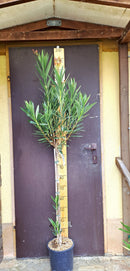 Oleander provence SV de  / ↨ +/- 180 cm (Orginalfoto 7-9 Lt. Topf (STAMM)++++