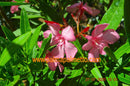 Oleander Atlas  / ↨ +/- 150 cm (Beispielfoto 5-7 Lt. Topf