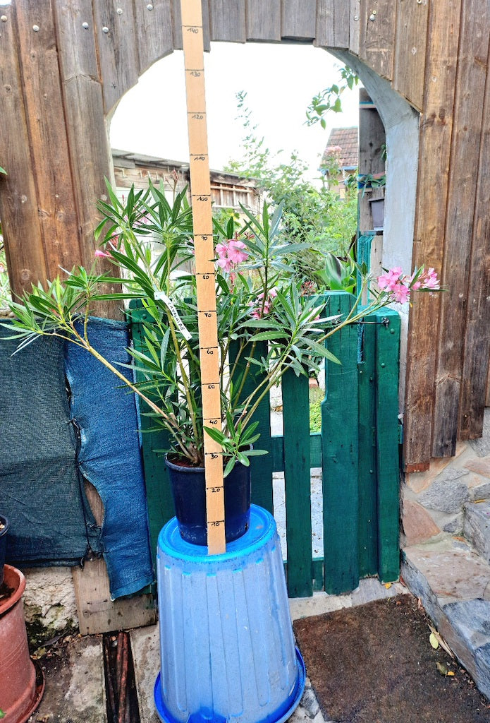 Oleander Cavalaire 100-120 cm (Gesamthöhe inkl. Topf) 12-15 Lt.Topf / Originalfototo