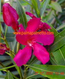 Oleander Framboise 90-120 cm (Gesamthöhe inkl. Topf) 5-7 Lt. Topf