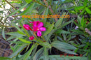 Oleander Framboise 90-120 cm (Gesamthöhe inkl. Topf) 5-7 Lt. Topf