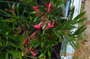 FRÜHLINGSANGEBOT : 5 verschiedene Oleander Winterharte ↨ +/- 60 cm(Beispielfoto) 4-6 Lt. Topf