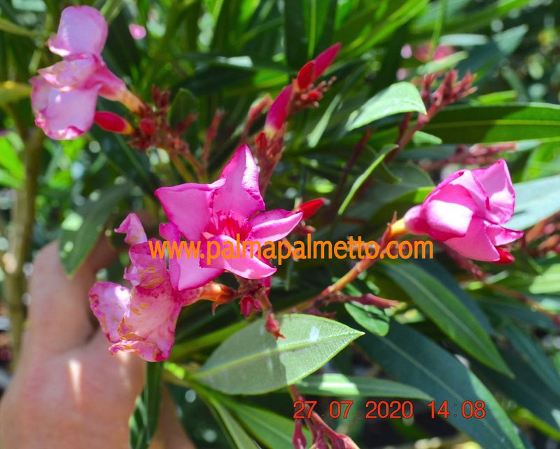 Oleander Hardy Red 90-110 cm (Gesamthöhe inkl.Topf) 7-9 Lt. Topf