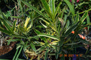 Oleander Variegato  / ↨ +/- 60 cm (Beispielfoto 4-6 Lt. Topf-----