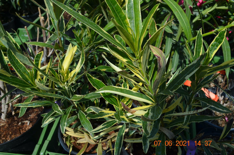 Oleander Variegato 40-60 cm / 4-6 Lt. Topf