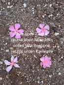 Oleander Cavalaire 100-120 cm (Gesamthöhe inkl. Topf) 12-15 Lt.Topf / Originalfototo