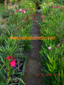 FRÜHLINGSANGEBOT : 5 verschiedene Oleander Winterharte ↨ +/- 60 cm(Beispielfoto) 4-6 Lt. Topf