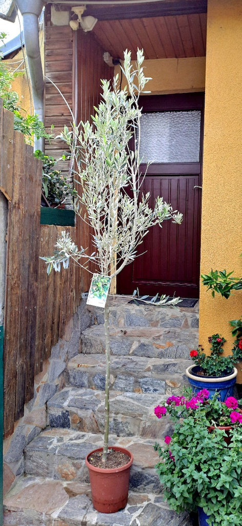 Olivenbaum "Hojiblanca" 250 cm (Gesamthöhe inkl. Topf) MIT STAMMf- Originalfoto / nur abholung kein versand