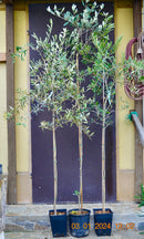 Olivenbaum "Frantoio" 160-170 cm (Gesamthöhe inkl. Topf) Stamm