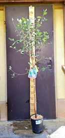 Feijoa innestata Den's choice ↨ +/- 170 cm (Beispielfoto) 4-6 Lt. Topf