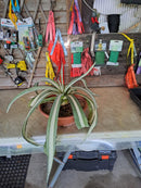 Agave americana var. medio picta alba / Orginalfoto