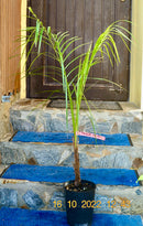 Parajubaea torallyi 140-180 cm (Gesamthöhe inkl. Topf) Stamm ca.30 cm