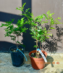 Pistacia lentiscus "Mastixstrauch" / 40-60 cm (Gesamthöhe inkl. Topf)