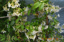 Toskanischer Sternjasmin 160-190 cm (Gesamthöhe inkl. Topf) 4-7 Lt. Topf