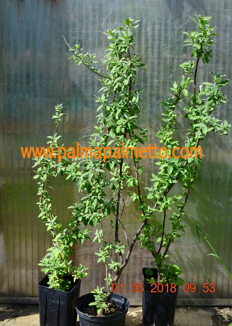 Russische Olive "Elaeagnus angustifolius" / 100-150 cm
