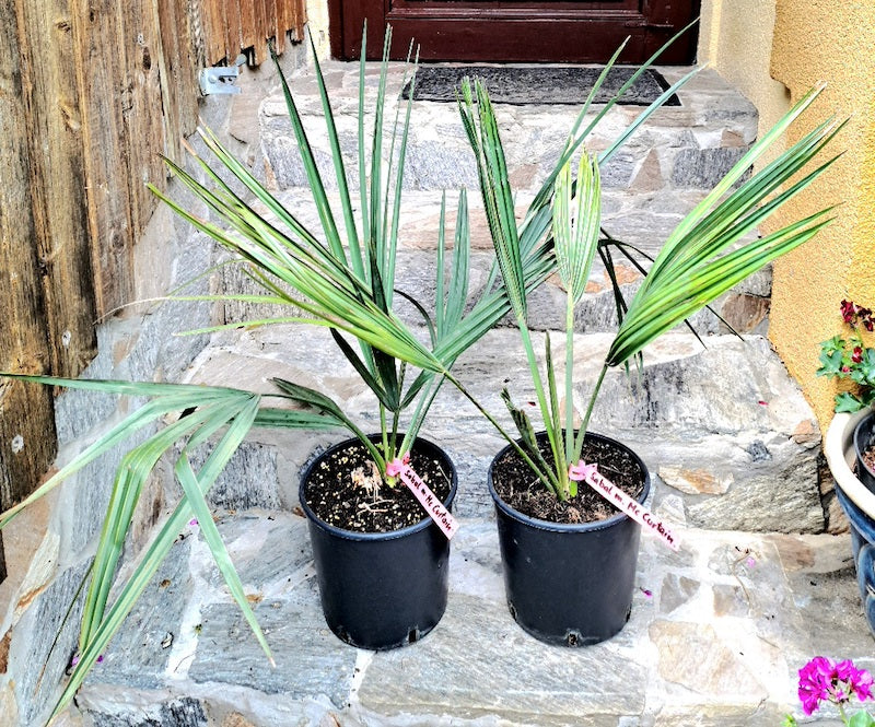 Sabal minor 'McCurtain' / 60-90 cm (Gesamthöhe inkl. Topf) 5-7 Lt. Topf- Originalfoto