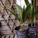 Sabal minor 'McCurtain' Silver / ↨ +/- 40 cm(Beispielfoto)
