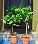 Citrus Tarocco (Citrus sinensis Tarocco) 90-110 cm / 5-7 Lt. Topf mit Stamm