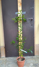 Citrus Thomasville (Thomasville Citrangequat USA) / ↨ +/- 120 cm (Originalfoto)3-4 Lt.Topf