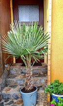 Trachy. fortunei "Plovdiv" 140-160 cm (Gesamthöhe inkl. Topf) Stamm ca. 40cm Orginalfoto