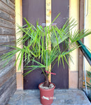 Trachycarpus Princeps New Form (Orginalfoto) 130-150 cm++++