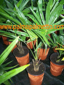 Trachycarpus fortunei "Plovdiv" 100-120 cm (Gesamthöhe inkl. Topf)