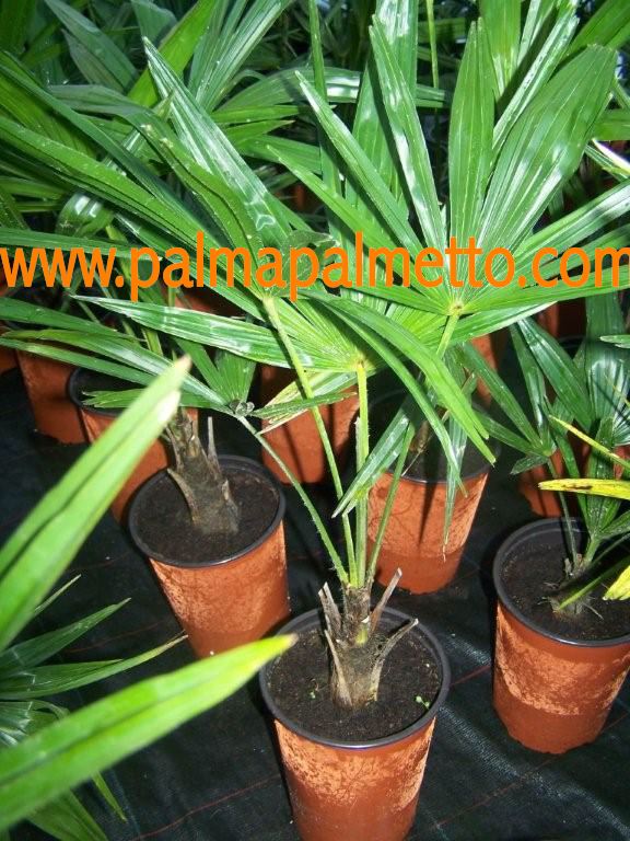 Trachycarpus fortunei "Plovdiv" 100-120 cm (Gesamthöhe inkl. Topf)