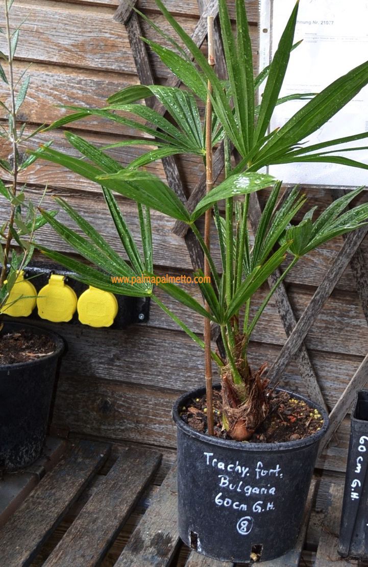 Trachycarpus fortunei "Plovdiv" 110-130 cm (Gesamthöhe inkl. Topf)