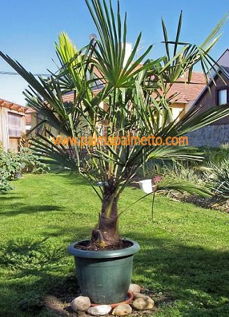 Trachycarpus fortunei "Plovdiv" 100-120 cm (Gesamthöhe inkl. Topf)