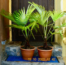Trachycarpus Princeps New Form 90-110 cm (Gesamthöhe inkl. Topf) / 26 cm Topf