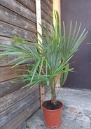 Trachycarpus martianus – die Khasia-Hanfpalme ↨ +/- 120 cm (Beispielfoto) 10-12 Lt. Topf++++