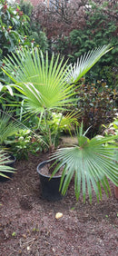 Trachycarpus martianus – die Khasia-Hanfpalme ↨ +/- 140 cm (Originalsfoto) 10-12 Lt. Topf++++