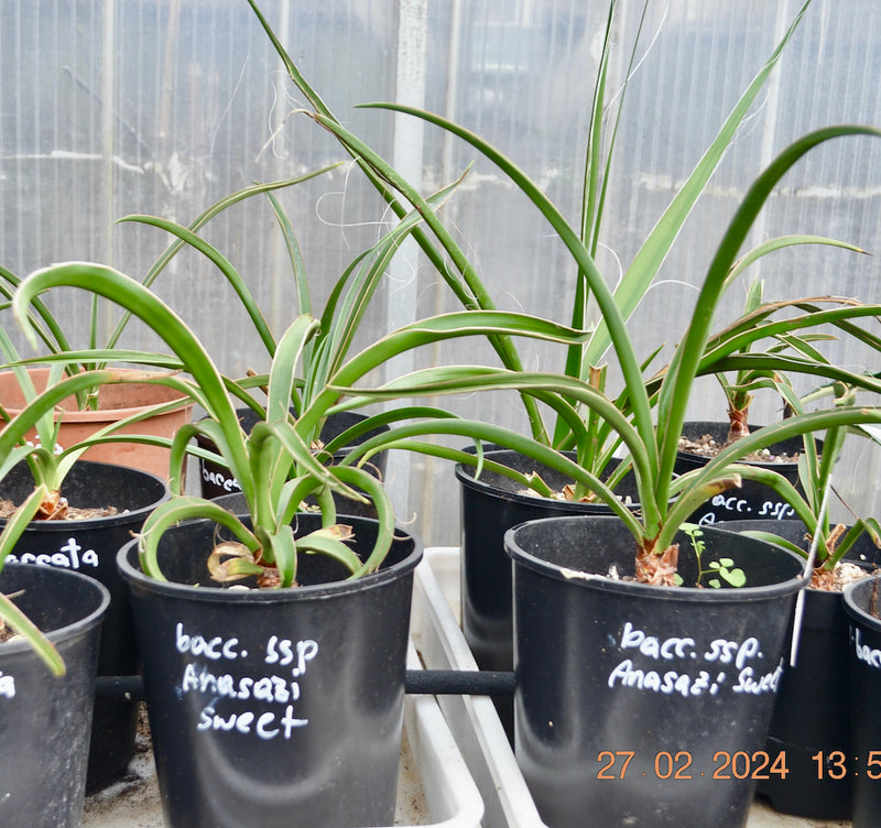 Yucca baccata asp.Anasazi Sweet / 50-60 cm (Gesamthöhe inkl. Topf)