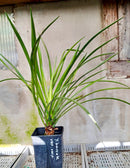 Yucca baccata var.vespertiana / 60-80 cm (Gesamthöhe inkl. Topf)