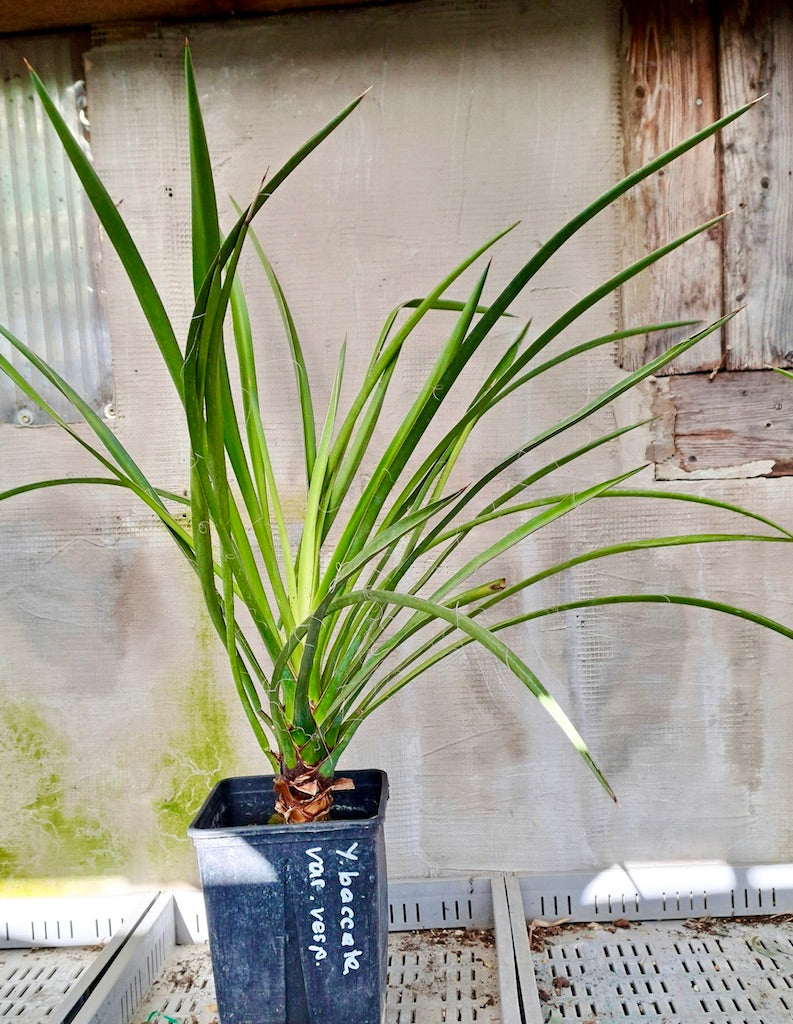 Yucca baccata var.vespertiana / 60-80 cm
