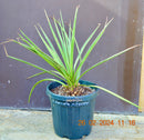 Yucca baccata x Yucca torreyi / 60-80 cm (Gesamthöhe inkl. Topf)