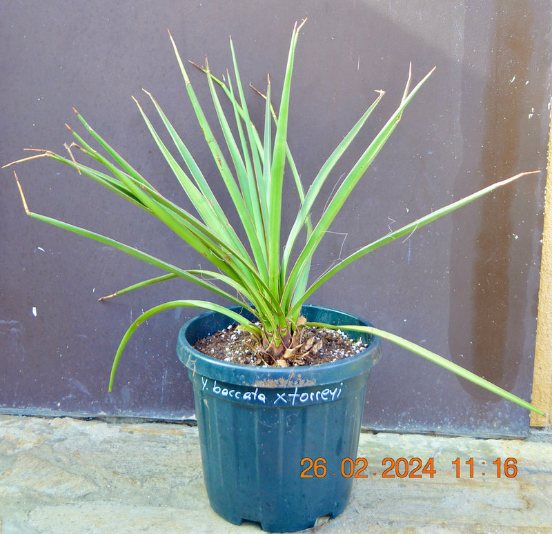 Yucca baccata x Yucca torreyi / 60-80 cm