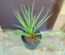 Yucca baccata x Yucca torreyi / 60-80 cm (Gesamthöhe inkl. Topf)