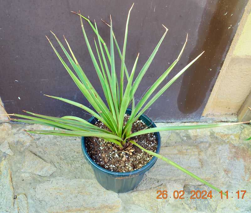Yucca baccata x Yucca torreyi / 60-80 cm
