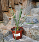 Yucca filamentosa x Yucca rostrata blue swan 30-50cm (Gesamthöhe inkl. Topf) 3-5 Lt. Topf