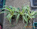 Yucca 'Ivory Tower' 30-40cm (Gesamthöhe inkl. Topf) 3-5 Lt.Topf