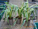 Yucca 'Ivory Tower' 30-40cm (Gesamthöhe inkl. Topf) 3-5 Lt.Topf