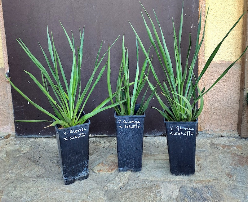 Yucca gloriosa x schottii 40-60 cm (Gesamthöhe inkl. Topf)-Originalfoto