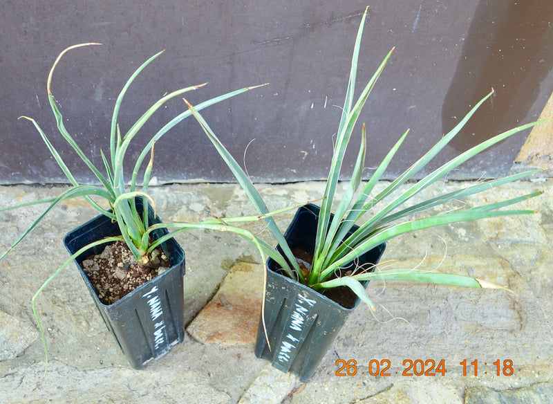 Yucca Nana x Yucca baccata / 30-40 cm